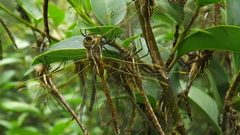 Rhionaeschna bonariensis