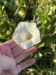 Calystegia macrostegia amplissima