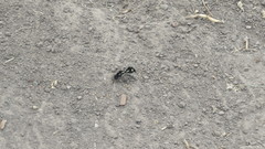 Traumatomutilla vidua