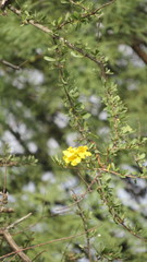 Tabebuia nodosa