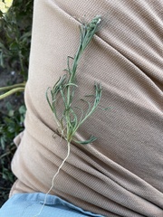 Oligomeris linifolia