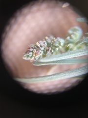 Oligomeris linifolia