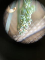 Oligomeris linifolia