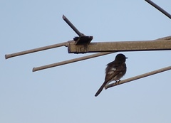Mimus polyglottos