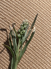 Oligomeris linifolia