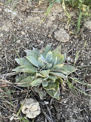 Dudleya traskiae