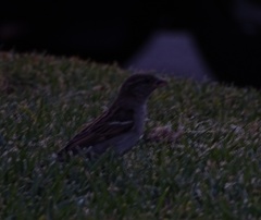 Passer domesticus