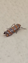 Atteva aurea