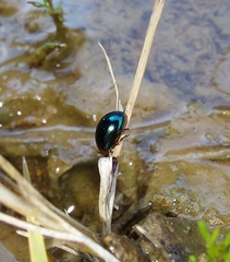 Phaedon semimarginatus