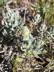 Extriplex californica