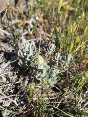 Extriplex californica