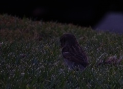 Passer domesticus