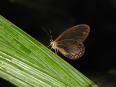 Cithaerias andromeda