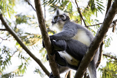 Presbytis thomasi