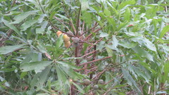 Chrysophyllum gonocarpum