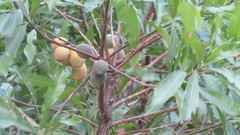 Chrysophyllum gonocarpum