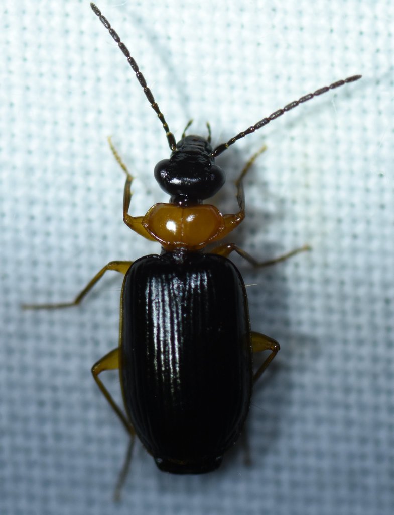 Pentagonica nigricornis