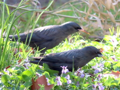 Sturnus unicolor