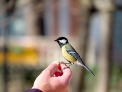 Parus major