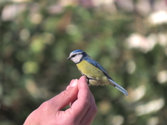 Cyanistes caeruleus