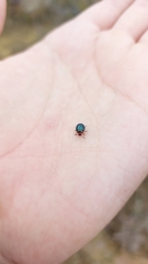 Phaedon semimarginatus