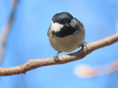 Periparus ater