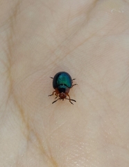 Phaedon semimarginatus