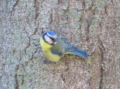 Cyanistes caeruleus