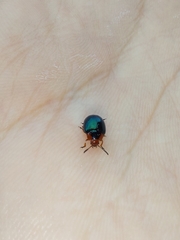 Phaedon semimarginatus