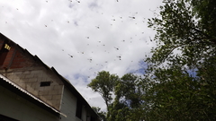 Rhionaeschna bonariensis