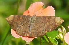 Emesis fastidiosa