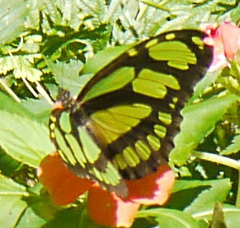 Philaethria wernickei
