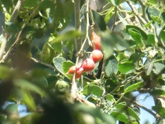 Pithecellobium dulce