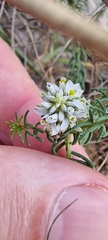 Polygala cyparissias