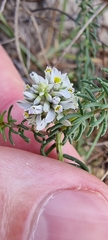 Polygala cyparissias
