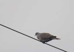 Streptopelia decaocto