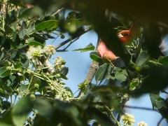 Pithecellobium dulce