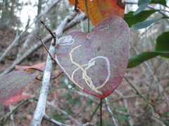 Marmara smilacisella