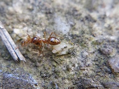 Prenolepis imparis