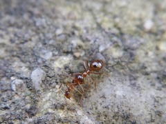 Prenolepis imparis