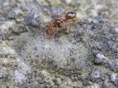Prenolepis imparis