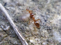Prenolepis imparis
