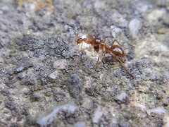 Prenolepis imparis