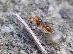 Prenolepis imparis