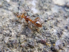Prenolepis imparis