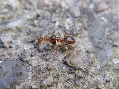 Prenolepis imparis