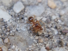 Prenolepis imparis