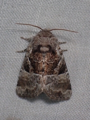 Meropleon ambifusca