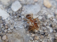 Prenolepis imparis