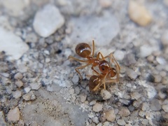 Prenolepis imparis